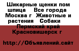 Шикарные щенки пом шпица  - Все города, Москва г. Животные и растения » Собаки   . Пермский край,Красновишерск г.